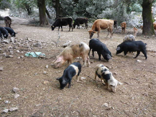 Schweine
